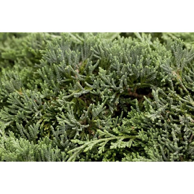 Juniperus Horizontalis Icee Blue Kriech-Wacholder Blau 20–25 cm