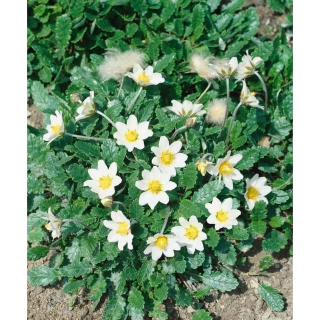 Dryas X Suendermannii Silberwurz Immergrün Ca. 9x9 cm Topf