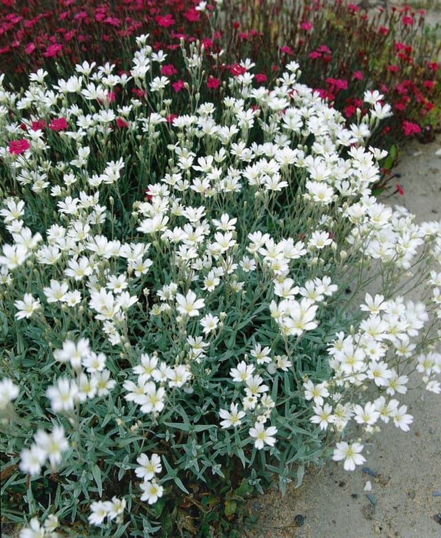 Cerastium Biebersteinii Silberteppich Silbrig-Grau Ca. 9x9 cm Topf
