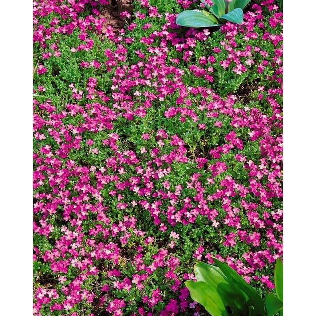 Aubrieta X Cult. Rosenteppich Blaukissen Rosa Ca. 9x9 cm Topf