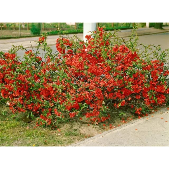 Chaenomeles Red Trail Zierquitte Rot 80 cm Stammhöhe