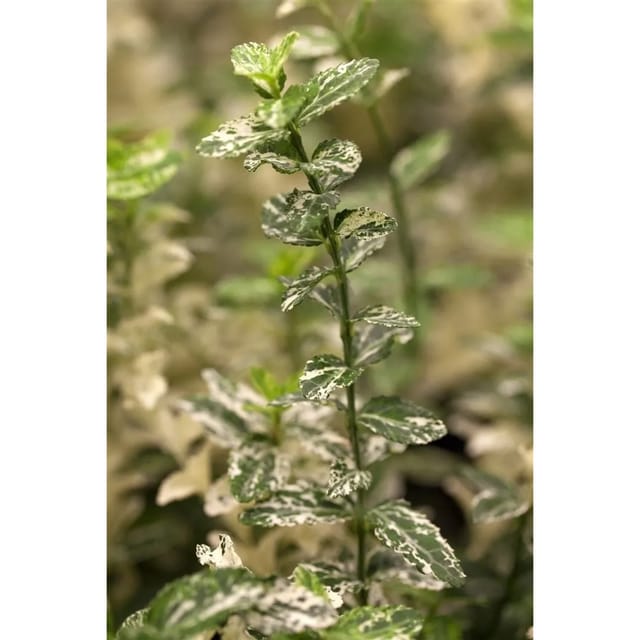 Euonymus Fortunei Harlequin Kriechspindel Buntlaubig Ca. 9x9 cm Topf