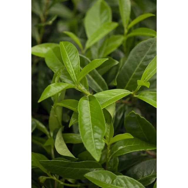 Prunus Laurocerasus Mount Vernon Kirschlorbeer 30–40 cm