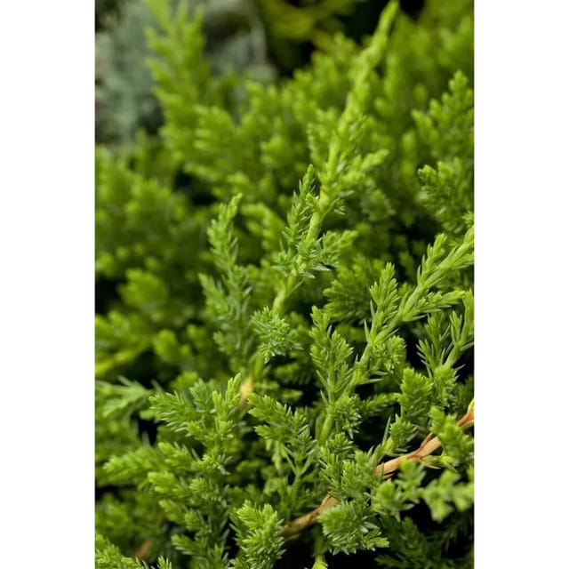 Juniperus Horizontalis Prince Of Wales Kriech-Wacholder 15–20 cm