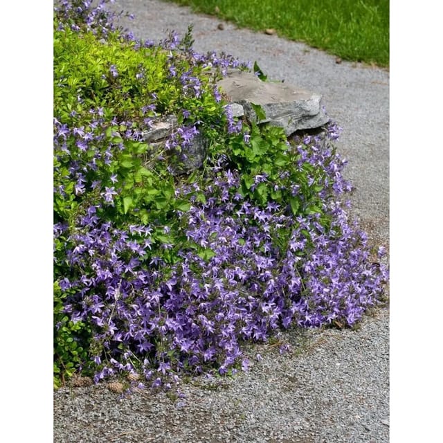 Campanula Poscharskyana Templiner Teppich Polster-Glockenblume Ca. 9x9 cm To