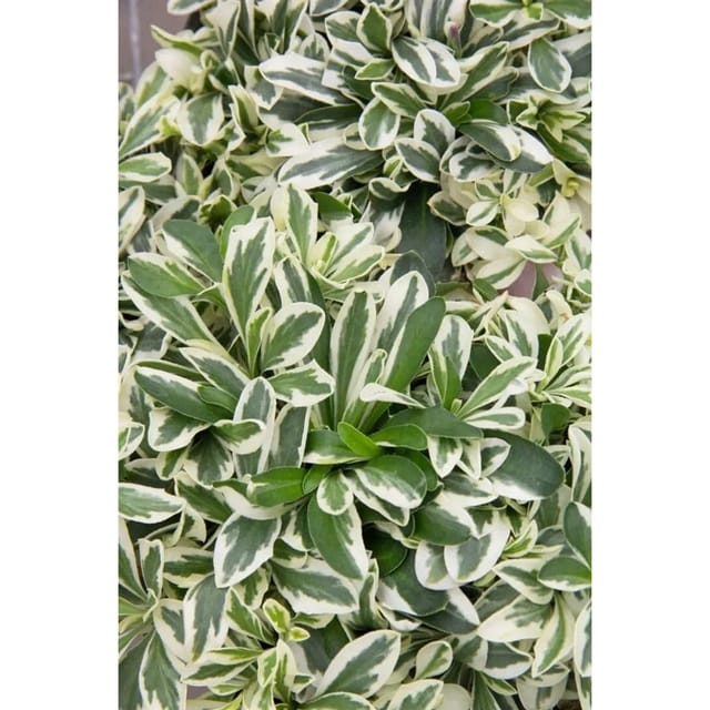 Arabis Ferdinandii-Coburgii Variegata Gänsekresse Buntlaubig Ca. 9x9 cm Topf