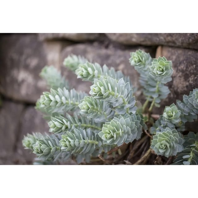 Euphorbia Myrsinites Walzen-Wolfsmilch Ca. 9x9 cm Topf