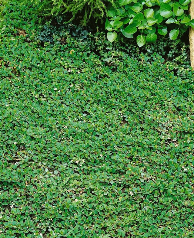 Cotoneaster Dammeri Frieders Evergreen Immergrün Ca. 9x9 cm Topf