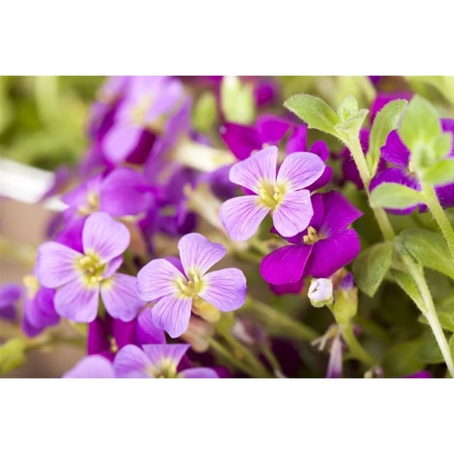 Aubrieta X Cultorum Kitte Blaukissen Violett Ca. 9x9 cm Topf