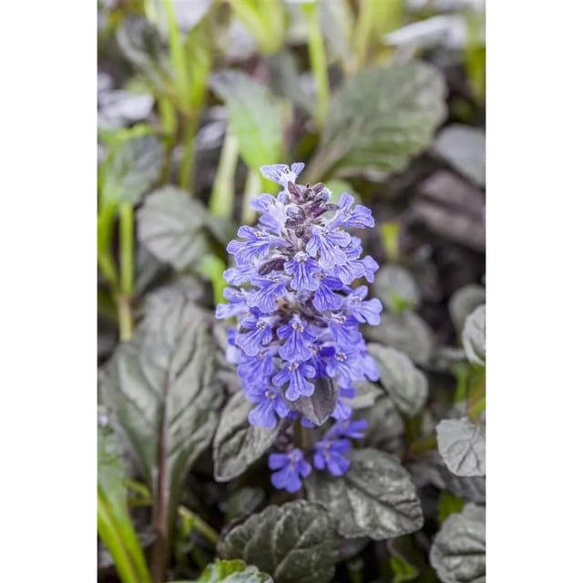 Ajuga Reptans Braunherz Günsel Bronzefarben Ca. 9x9 cm Topf