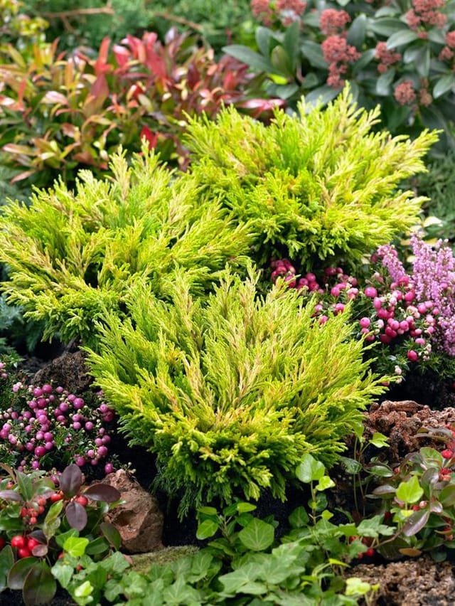 Juniperus Horizontalis Limeglow Kriech-Wacholder Gelbgrün 20–25 cm