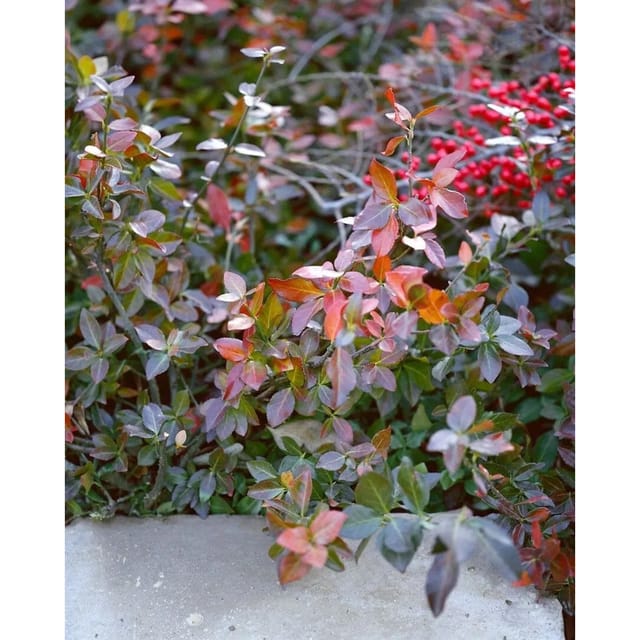Euonymus Fortunei Coloratus Kriechspindel Ca. 9x9 cm Topf