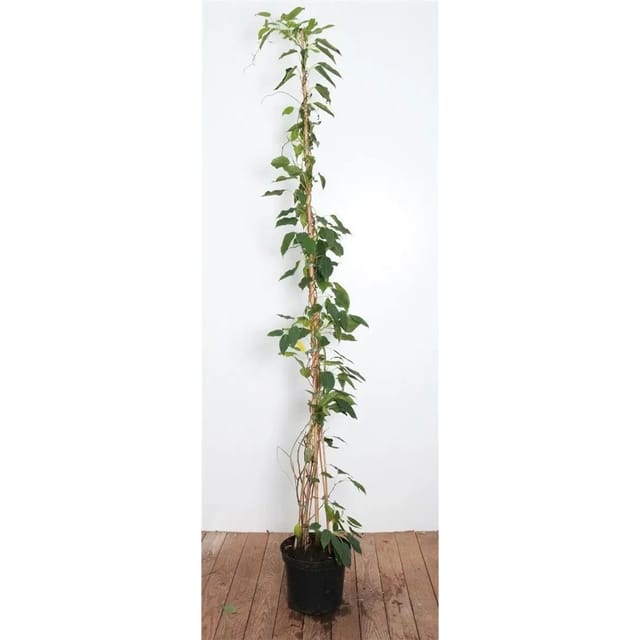 Actinidia Arguta Weiki -R- Kiwi Selbstfruchtend 100–150 cm