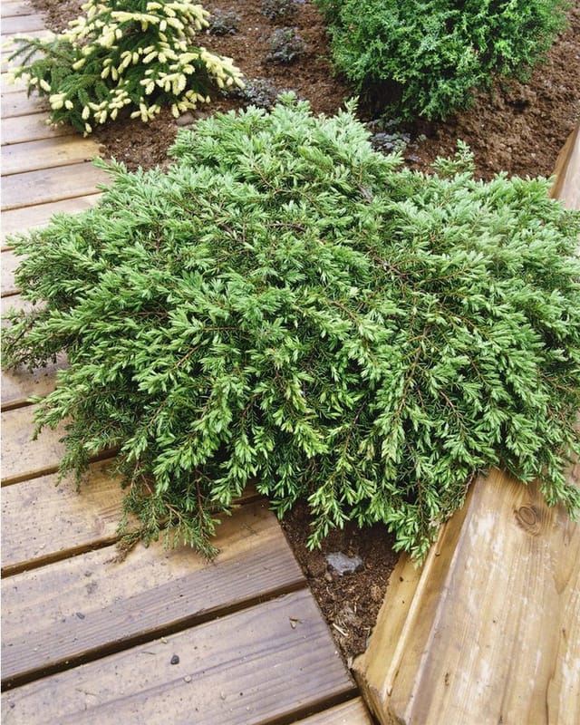 Juniperus Communis Green Carpet Wacholder Grün 20–30 cm