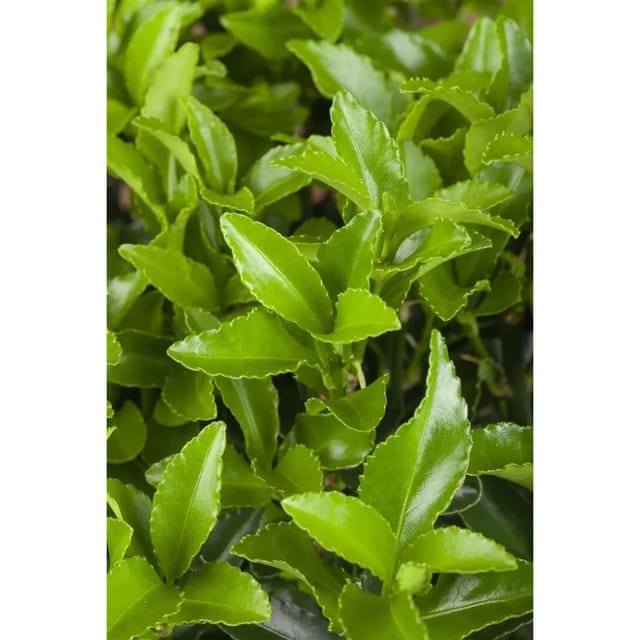 Euonymus Fortunei Radicans Kriechspindel Immergrün Ca. 9x9 cm Topf