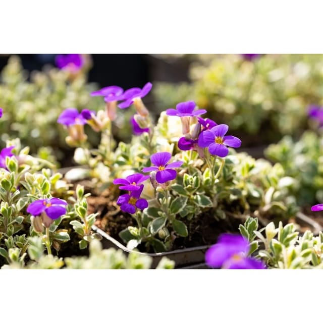 Aubrieta X Cult. Silberrand Blaukissen Silberner Rand Ca. 9x9 cm Topf