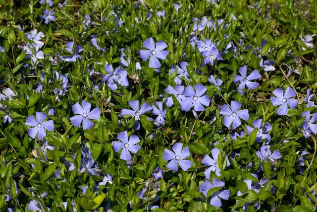 Vinca Minor Immergrün Blau Ca. 9x9 cm Topf