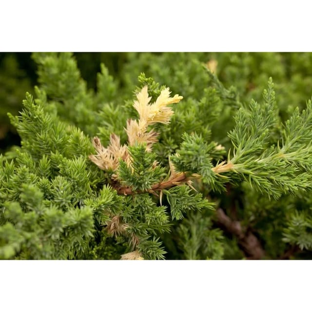 Juniperus Conferta Golden Wings Japanischer Kriechwacholder 20–25 cm