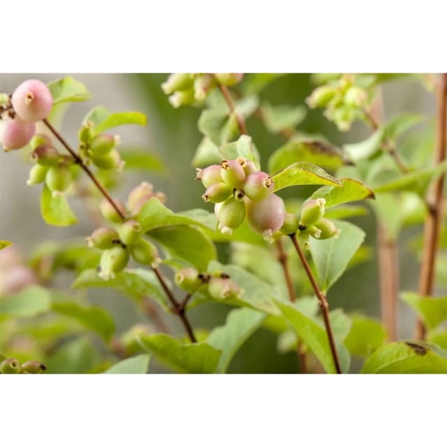 Symphoricarpos Chenaultii Hancock Purpurbeere 40–60 cm