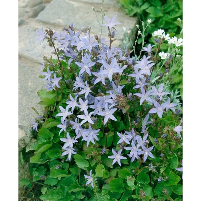 Campanula Poscharskyana Lisduggan Variet. Polsterglockenblume Ca. 9x9 cm Top