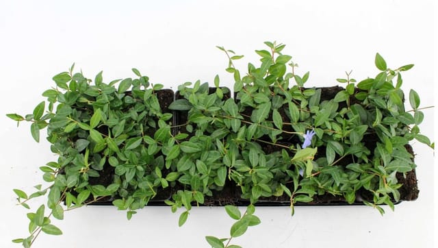 Bodendecker Vinca Minor P 0,5