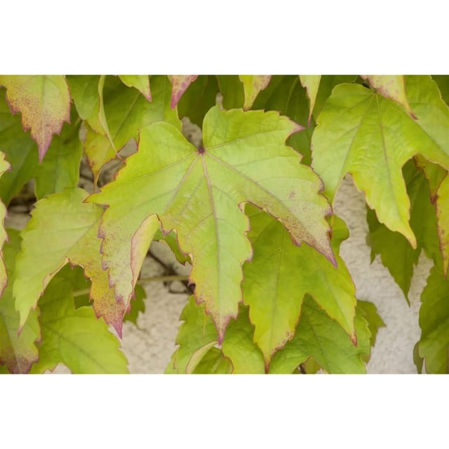 Parthenocissus Tricuspidata Green Spring Wilder Wein 40–60 cm