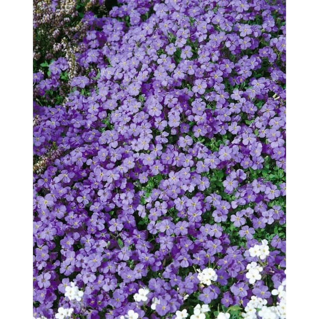 Aubrieta X Cultorum Tauricola Blaukissen Violett Ca. 9x9 cm Topf