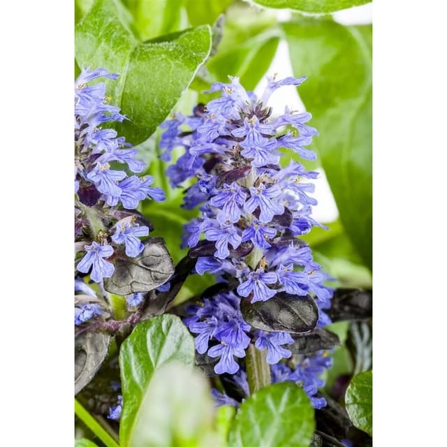 Ajuga Reptans Günsel Ca. 9x9 cm Topf Bodendeckend
