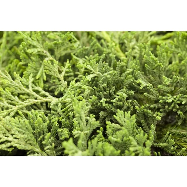Juniperus Horizontalis Glauca Kriech-Wacholder Blaugrün 20–30 cm