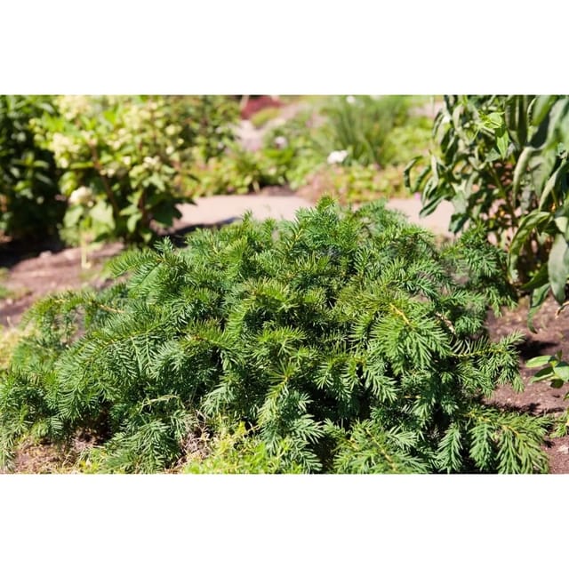 Taxus Baccata Repandens Eibe Immergrün 30–40 cm