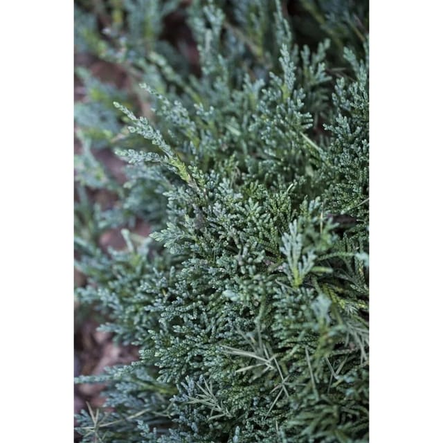 Juniperus Horizontalis Wiltonii Kriech-Wacholder Blaugrün 30–40 cm