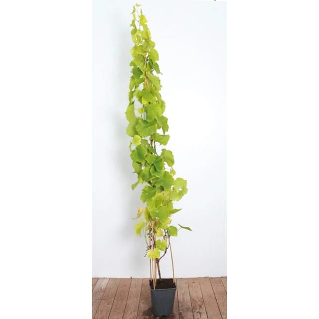 Vitis Vinifera Lakemont Kernlos Süß 100–125 cm