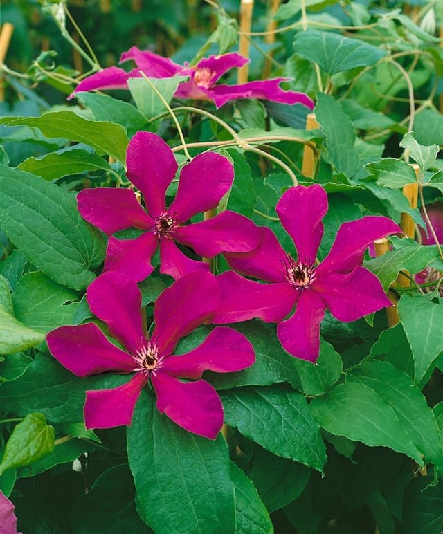 Clematis Hybride Kardinal Wyszynski Klematis Rot 60–100 cm