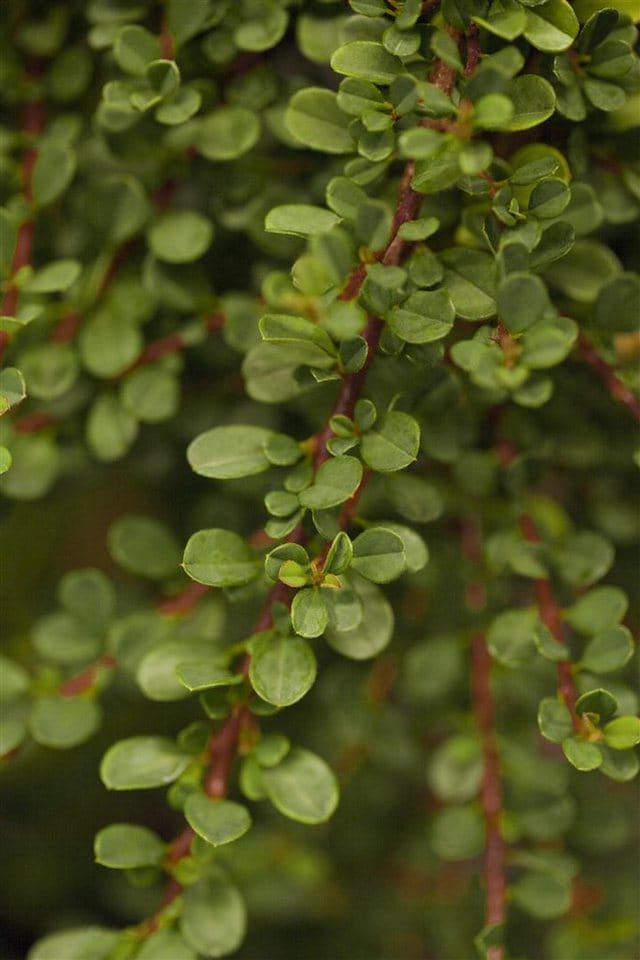 Cotoneaster Microphyllus Cochleatus Immergrün Ca. 9x9 cm Topf