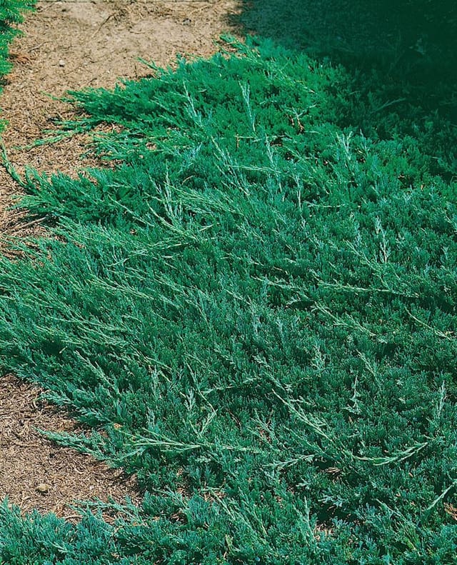 Juniperus Horizontalis Wiltonii Kriech-Wacholder Ca. 9x9 cm Topf