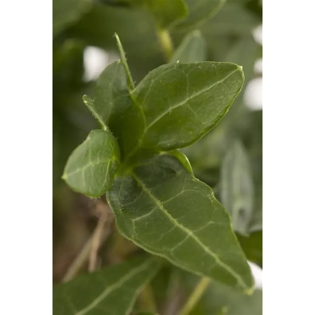 Hedera Helix Efeu Immergrün Ca. 9x9 cm Topf