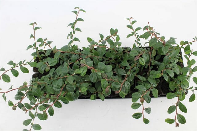 Bodendecker Cotoneaster Dammeri Radicans P 0,5