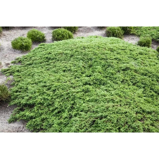Juniperus Communis Green Carpet Wacholder 120 cm Stammhöhe