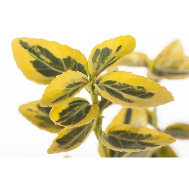 Euonymus Fortunei Emeraldn Gold Spindelstrauch Gelb-Grün 40 cm Stammhöhe