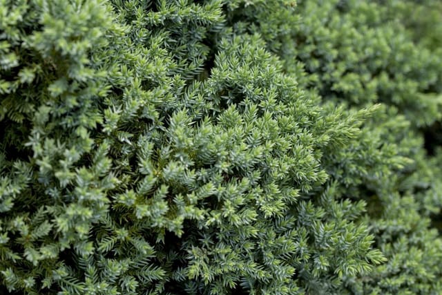 Juniperus Procumbens Nana Kriech-Wacholder 20–25 cm