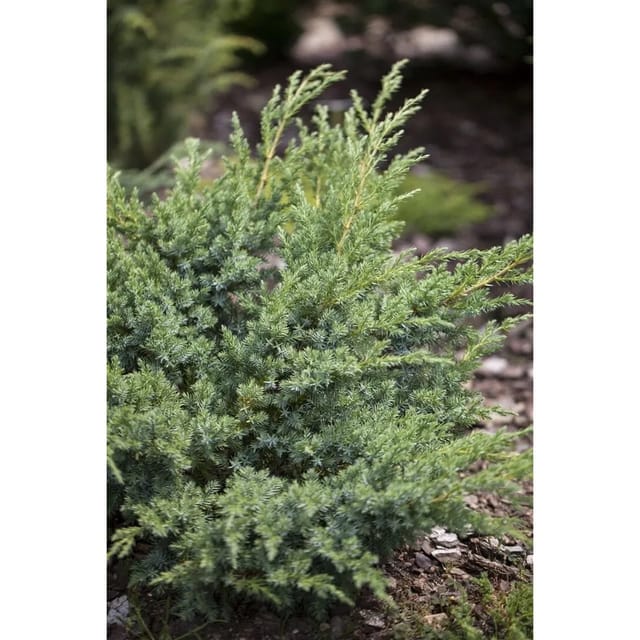 Juniperus Horizontalis Andorra Compact Kriech-Wacholder 20–30 cm