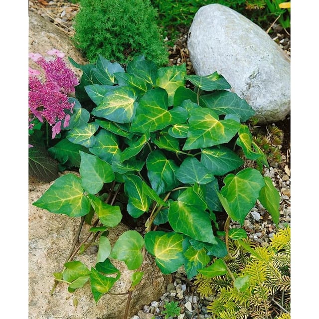 Hedera Colchica Sulphur Heart Efeu Gelb-Grün 150–200 cm