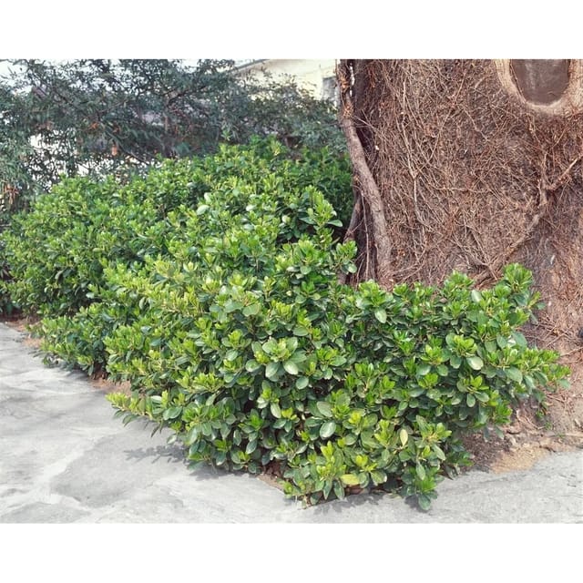Euonymus Fortunei Vegetus Spindelstrauch Immergrün 80–100 cm