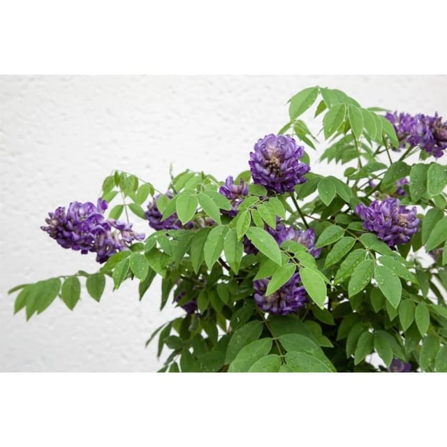 Wisteria Sinensis Longwood Purple Chinesischer Blauregen 40–60 cm