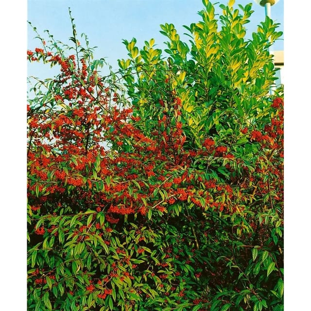 Cotoneaster Salicifolius Floccosus Immergrün 80–100 cm