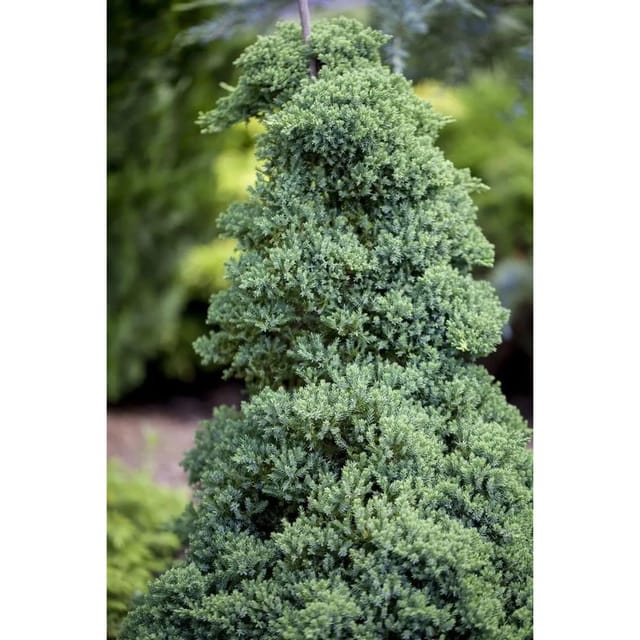 Juniperus Procumbens Nana Kriech-Wacholder Immergrün 15–20 cm