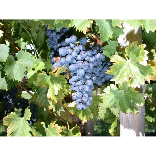 Vitis Vinifera Nero Weinrebe 80–100 cm Dunkelblau