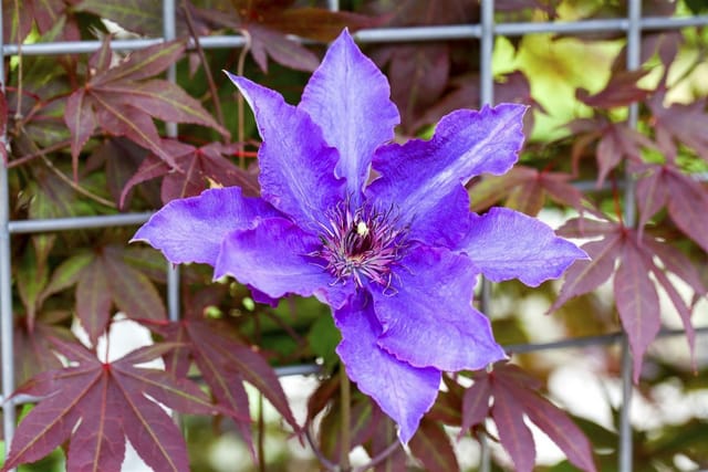 Clematis Hybride The President Waldrebe Violett 60–100 cm