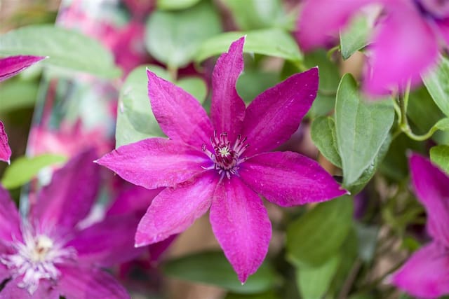 Clematis Hybride Rüütel Waldrebe Dunkelrot 60–100 cm