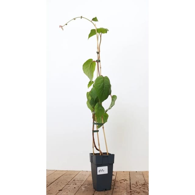 Actinidia Chinensis Male Kiwi 40–60 cm